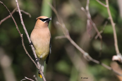 Jaseur d'Amrique / Bombycilla cedrorum / Cedar Waxwing