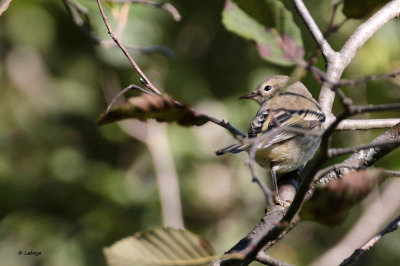 Paruline tigre / Dendroica tigrina / Cape May Warbler