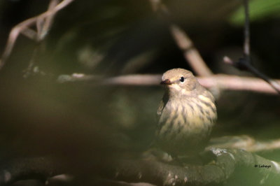 Paruline tigre / Dendroica tigrina / Cape May Warbler