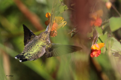 Colibri  gorge rubis / Archilochus colubris / Red-throated Hummingbird