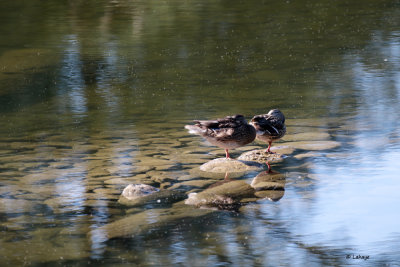 Canards colvert / Anas platyrhynchosssss / Mallards