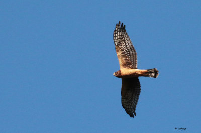 Busard des marais juvénile / Circus cyaneus / Northern Harrier
