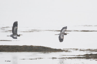 Grands hrons / Ardea herodias / Great Blue Heron