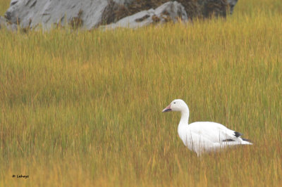 Oie des neiges / Chen caerulescens / Snow Goose