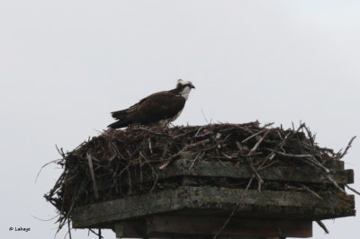 Balbuzard pêcheur / Pandion haliaetus / Osprey