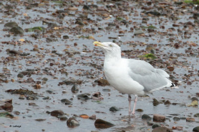 Golkand argent / Larus argentatus / Herring Gull