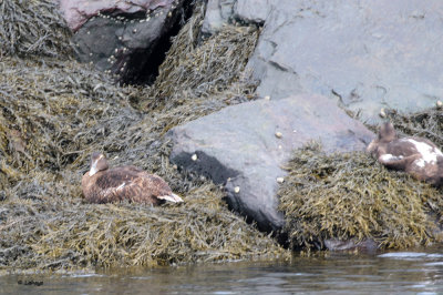 Eiders à duvet / Somateria mollissima / Common Eider