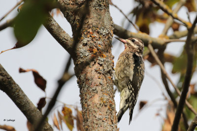 Pic maculé / Spyyrapicus varius / Yellow-bellied Sapsucker
