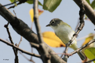 Viro  tte bleue / Vireo solitarius / Blue-headed Vireo