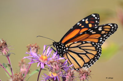 Monarque (Danaus Plexippus)