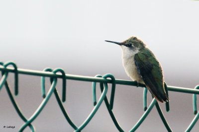 Colibri à gorge rubis femelle / Archilochus colubris / Ruby-throated Hummingbird