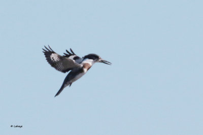 Martin-pcheur d'Amrique / Ceryle alcyon / Belted Kingfisher