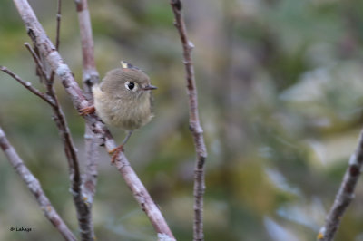 Roitelet  couronne rubis / Regulus calendula / Ruby-crowned Kinglet