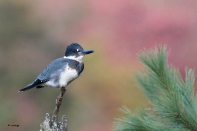 Martin-pcheur d'Amrique / Ceryle alcyon / Belted Kingfisher