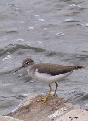 Chevalier grivel / Actitis macularius / Spotted Sandpiper