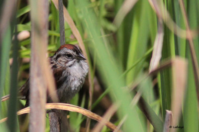 Bruant des marais / Melospiza georgiana / Swamp Sparrow
