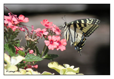 Papillon tigr du Canada / Papilio canadensis