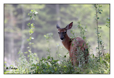 Animaux