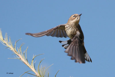 Paruline  croupion jaune / Dendroica coronata / Yellow-rumped Warbler