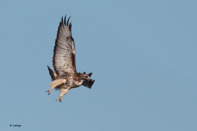 Buse  queue rousse / Buteo Jamaicensis / Red-tailed Hawk