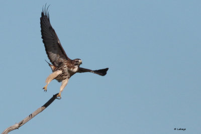 Buse  queue rousse / Buteo Jamaicensis / Red-tailed Hawk