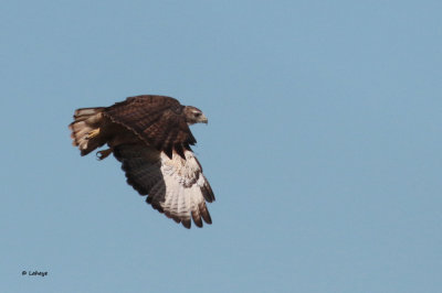 Buse  queue rousse / Buteo Jamaicensis / Red-tailed Hawk