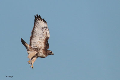 Buse  queue rousse / Buteo Jamaicensis / Red-tailed Hawk