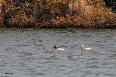 Fuligules  dos blanc / Aythya valisineria / Canvasback