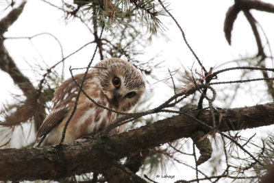 Petite nyctale / Aegolius acadicus / Northern Saw-whet Owl