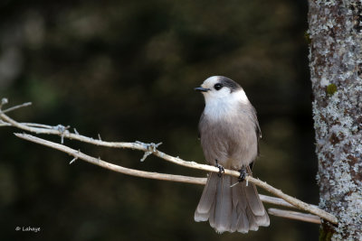Mésangeai du Canada / Perisoreus canadensis / Gray Jay