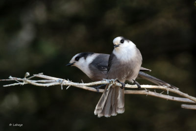 Msangeais du Canada / Perisoreus canadensis / Gray Jays