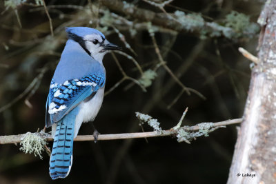 Geai bleu / Cyanocitta cristata / Blue Jay