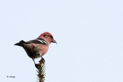 Bec-crois bifasci / Loxia leucoptera / White-winged Crossbill