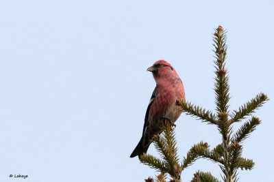 Bec-crois bifasci / Loxia leucoptera / White-winged Crossbill