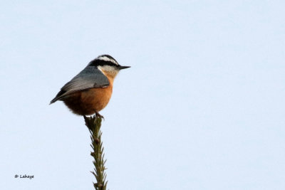 Sittelle  poitrine rousse / Sitta canadensis / Red-breasted Nuthatch