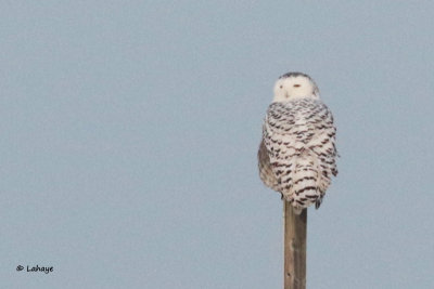 Harfang des neiges / Bubo scandiacus / Snowy Owl