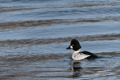 Garrot  oeil d'or / Bucephala clangula / Common Goldeneye