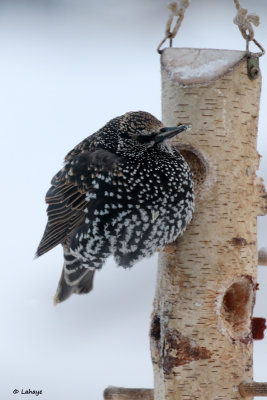 tourneau sansonnet / Sturnus vulgaris / European Starling