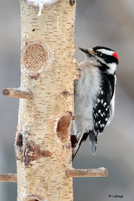 Pic mineur male / Picoides pubescens / Downy Woodpecker
