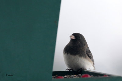 Junco ardoisé / Junco hyemalis / Dark-eyed Junco