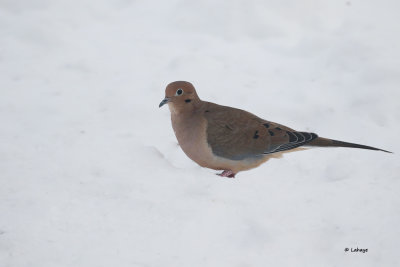 Tourterelle triste / Zenaida macroura / Mourning Dove