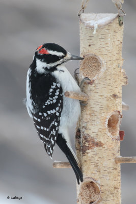 Pic chevelu male / Picoides villosus / Hairy Woodpecker