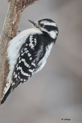 Pic mineur Femelle / Picoides pubescens / Downy Woodpecker