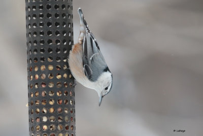 Sittelle à poitrine blanche femelle / Sitta carolinensis / White-breasted Nuthatch