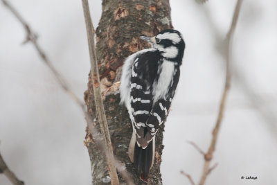 Pic chevelu femelle / Picoides villosus / Hairy Woodpecker