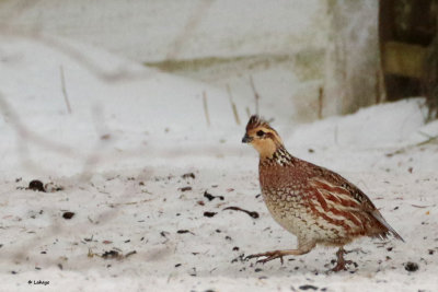 Colin de Virginie / Colinus virginianus / Northern Bobwhite