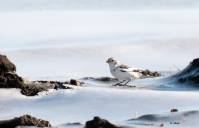 Plectrophane des neiges / Plectrophenax nivalis / Snow Bunting