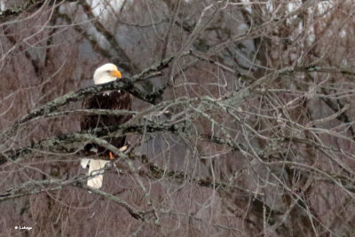 Pygargue  tte blanche / Haliaeetus leucocephalus / Bald Eagle