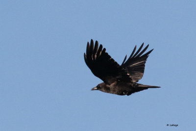 Corneille d'Amrique / Corvus brachyrhynchos / American Crow