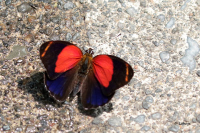 Papillons 2018